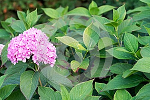Hydrangea largeÃ¢â¬âleaved, or Hydrangea large-leaved (Latin Hydrangea macrophylla)